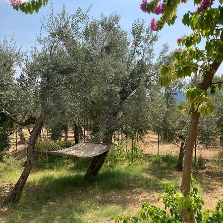 Casa Sisu-Appartamento Immerso Negli Ulivi SantʼElia Fiumerapido Exterior foto