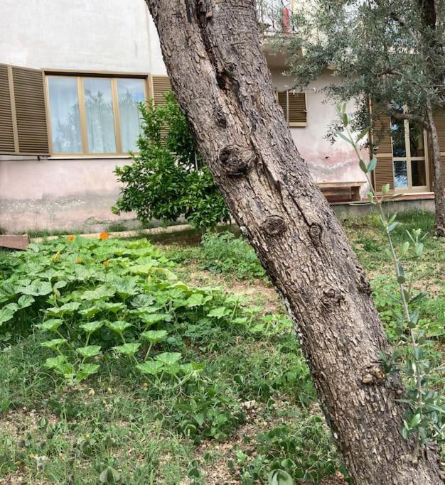Casa Sisu-Appartamento Immerso Negli Ulivi SantʼElia Fiumerapido Exterior foto